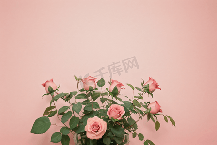 情人节粉色玫瑰高清摄影图片1