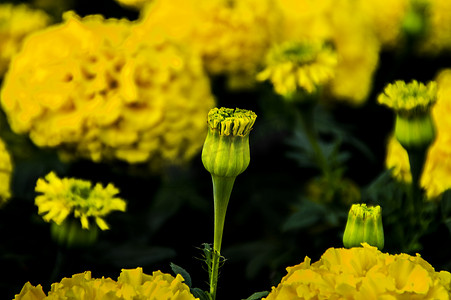 万寿菊花卉特写