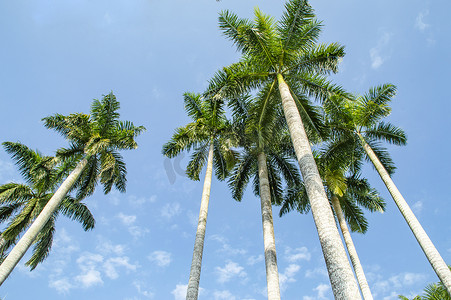 热带植物大王椰子树