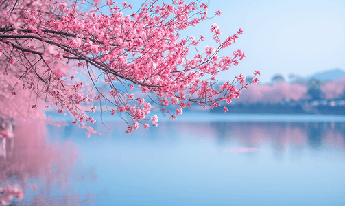 西湖樱花浪漫