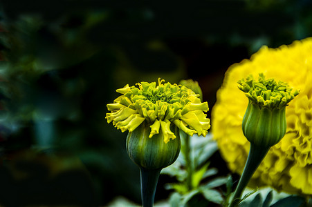 万寿菊花卉特写