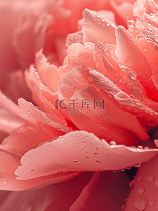 好看的背景图背景图片_红色美丽花瓣上带露珠的背景图7