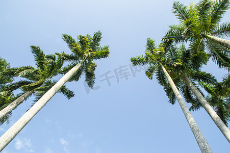 热带植物大王椰子树