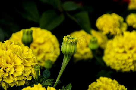 万寿菊花卉特写