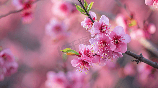 春天盛开的桃花摄影照片_春天盛开的美丽桃花2