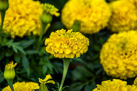 万寿菊花卉特写