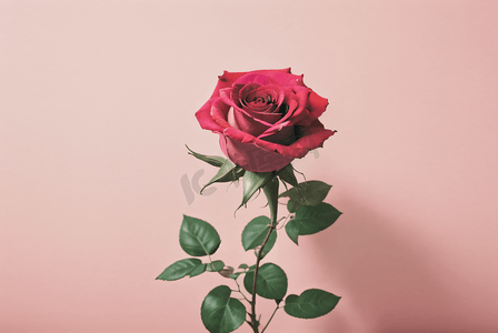 情人节粉色玫瑰高清摄影图8
