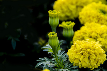 万寿菊花卉特写