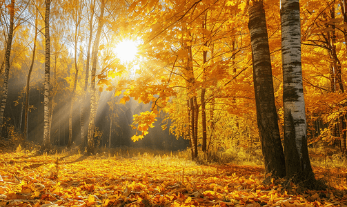 生态停车摄影照片_阳光照耀下的金色秋天美丽的森林树木