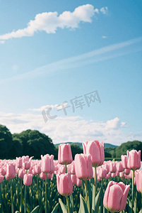 春天阳光下盛开的粉色郁金香摄影照片5