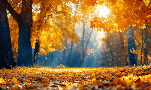 叶面摄影照片_阳光照耀下的金色秋天美丽的森林树木