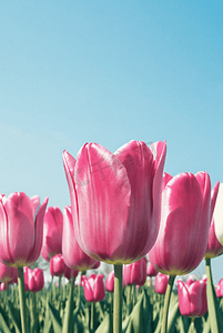 春天阳光下盛开的粉色郁金香摄影图2