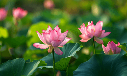 立夏摄影照片_莲花荷花花卉植物莲花