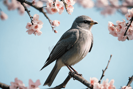 春天春季春日桃花丛中的小鸟摄影图