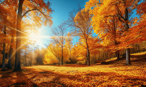 阳光照耀下的金色秋天美丽的森林树木