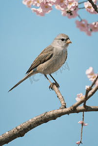 春季桃花树枝摄影照片_春季桃树枝上的鸟儿摄影照片8