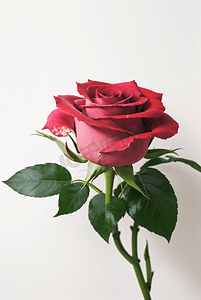 纯色背景下的玫瑰花摄影图片4