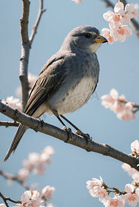 春季桃树枝上的麻雀摄影图片2