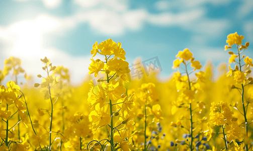 南方花田摄影照片_春天黄色油菜花田