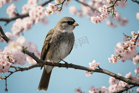 春日站在树枝上的小鸟摄影图7