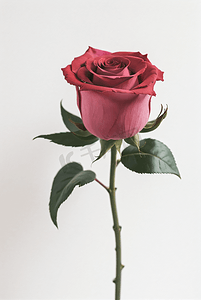 纯色背景下的玫瑰花摄影图4