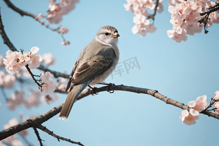 春日站在树枝上的小鸟摄影图2