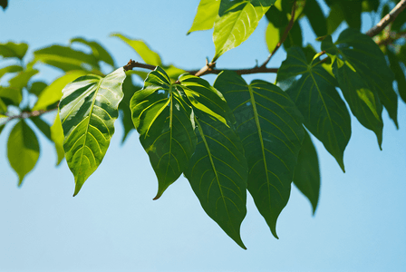 阳光下的绿色树叶摄影图生机盎然的绿色树叶图片5