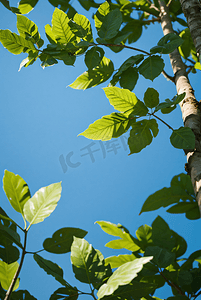 蓝天下的绿色叶子摄影照片7