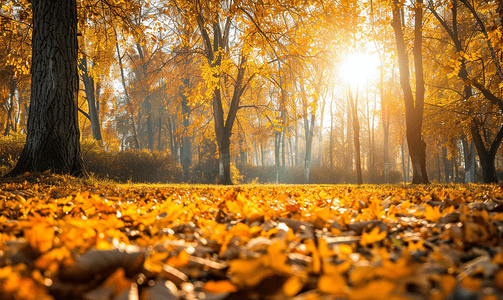 摄影日本摄影照片_阳光照耀下的金色秋天美丽的森林树木