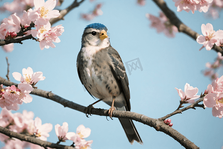 鸟儿在树枝上的春日景观图6摄影配图