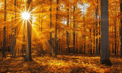 金色流光溢彩背景摄影照片_阳光照耀下的金色秋天美丽的森林树木