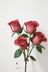 纯色背景下的玫瑰花摄影图6