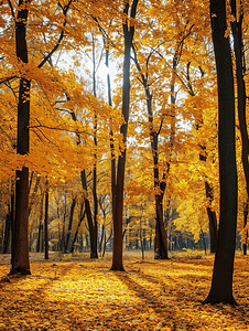 生态停车摄影照片_阳光照耀下的金色秋天美丽的森林树木