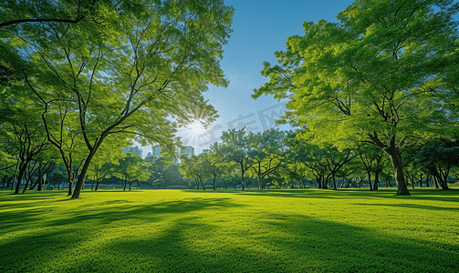 春天的美景摄影照片_阳光下的城市公园美景