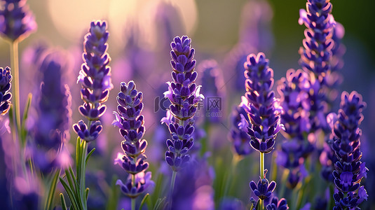 花背景紫色背景图片_春天花朵薰衣草花背景