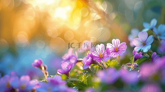草5背景图片_春天阳光下户外草坪上美丽花朵开放背景5