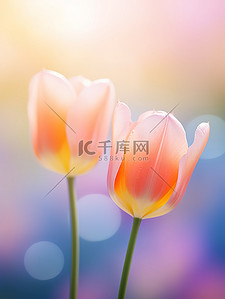 春天的背景图背景图片_春天盛开的郁金香的特写背景图