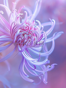 一朵美丽的菊花微距背景图片