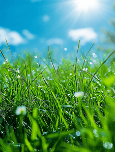 背景绿色草地摄影照片_春天阳光复苏绿色草地