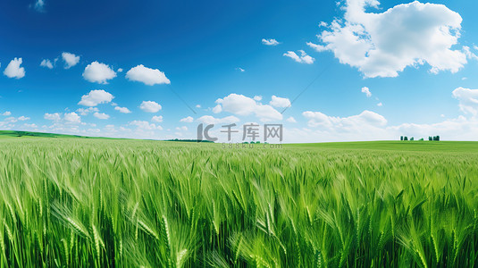 绿色的麦田和蔚蓝的天空设计图