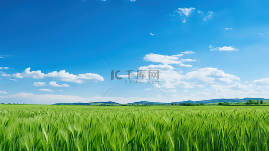 春天和背景图片_绿色的麦田和蔚蓝的天空图片