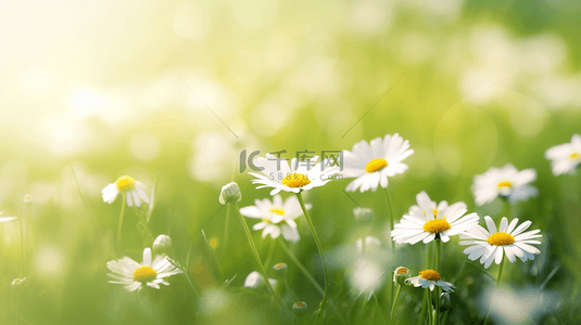 春天阳关下草坪上小白花盛开的背景8