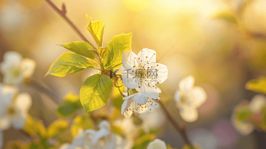 春天阳光下树枝枝头开花的背景图9