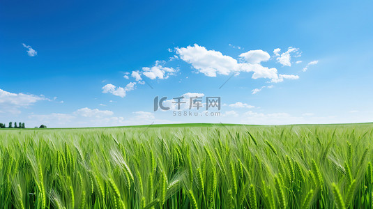 绿色的麦田和蔚蓝的天空背景图