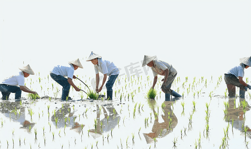 农民伯伯水稻摄影照片_插秧的农民伯伯们