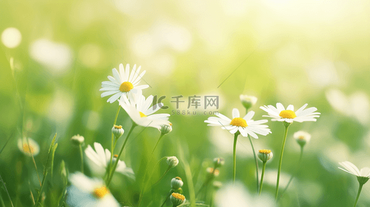 春天阳关下草坪上小白花盛开的背景6
