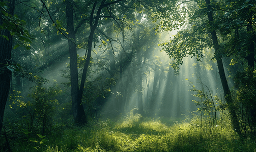 自然风景雨摄影照片_自然风景在森林的早晨
