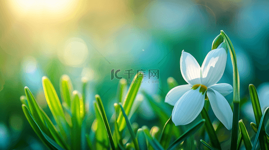 春天阳光下户外草坪上美丽花朵开放背景2