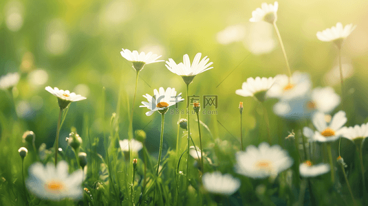 盛开的花背景图片_春天阳关下草坪上小白花盛开的背景19