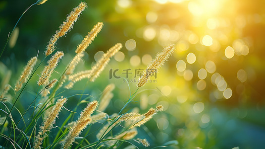 绿色草地小野花春天阳光背景图片